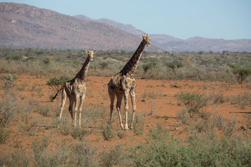 Giraffe in Namibia with H+I Adventures