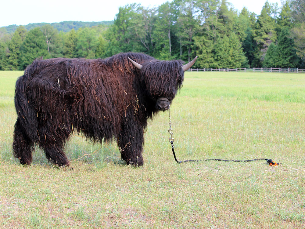 jellycat yak