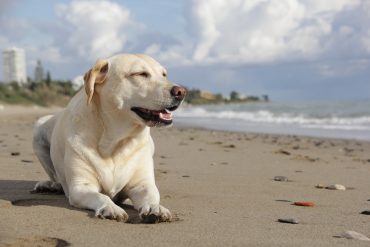 Taking your dog to the beach