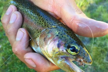 Brook Trout