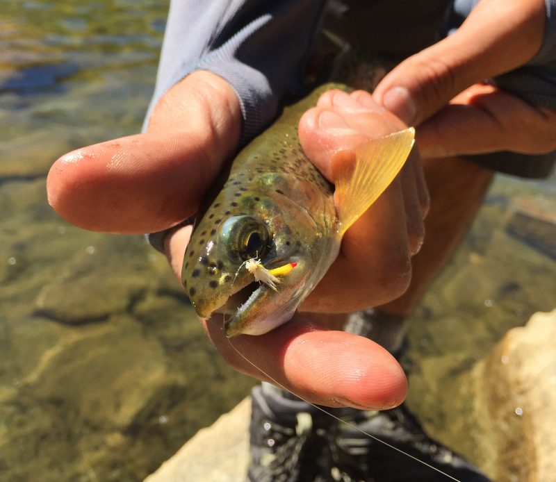 Brook trout 