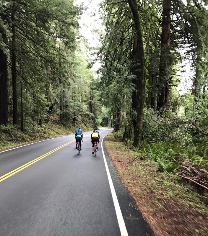 Cycling the Redwoods