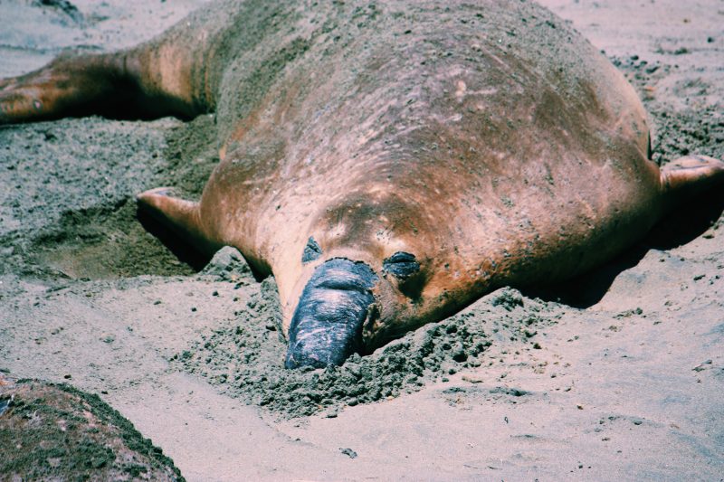 Elephant Seal Point Reyes