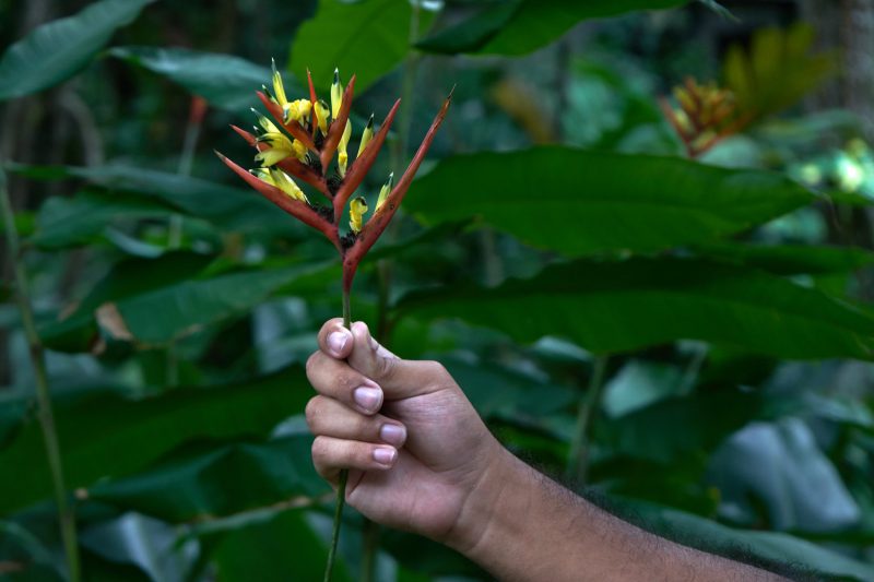 Brazilian plant species 
