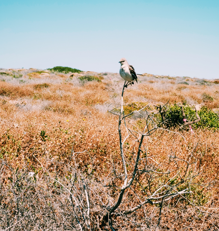 Wild bird in Dana Point Headlands