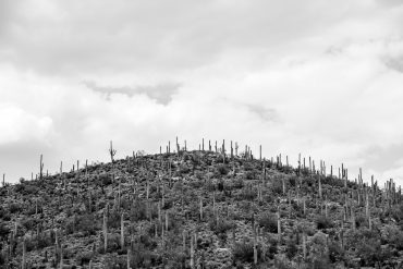 30 Photos of Arizona's Sonoran Desert | Gearminded