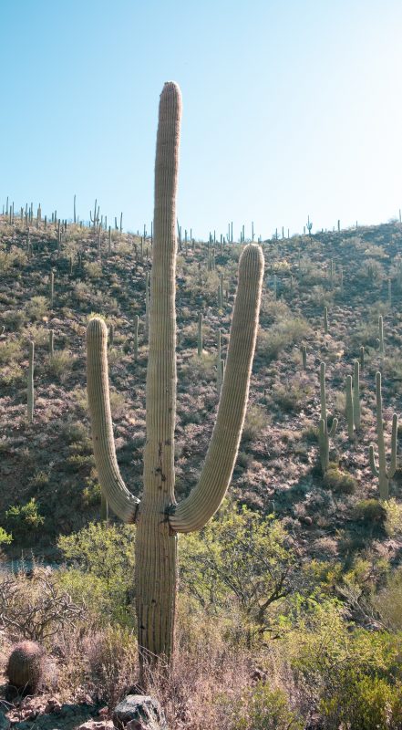 Sonoran Desert Cactus Photos -- Tucson, AZ | Gearminded.com