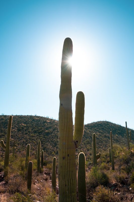 Sonoran Desert Cactus Photos -- Tucson, AZ | Gearminded.com