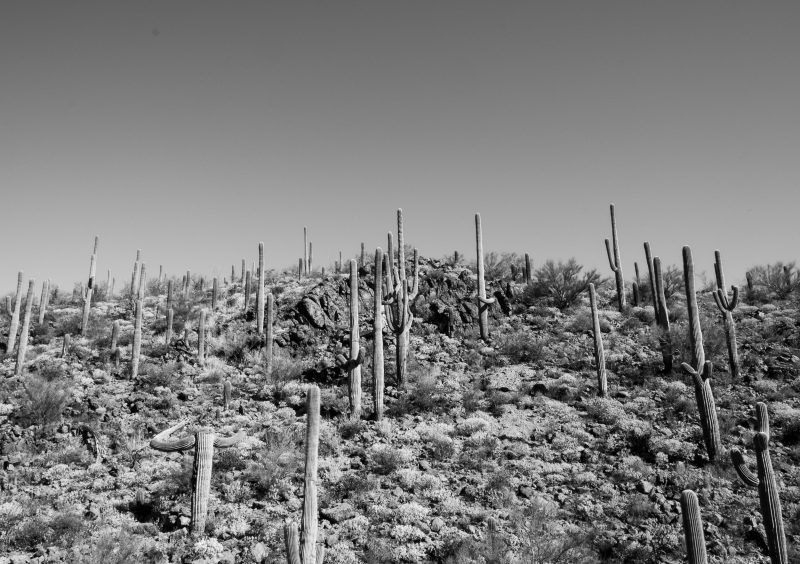 Sonoran Desert Cactus Photos -- Tucson, AZ | Gearminded.com