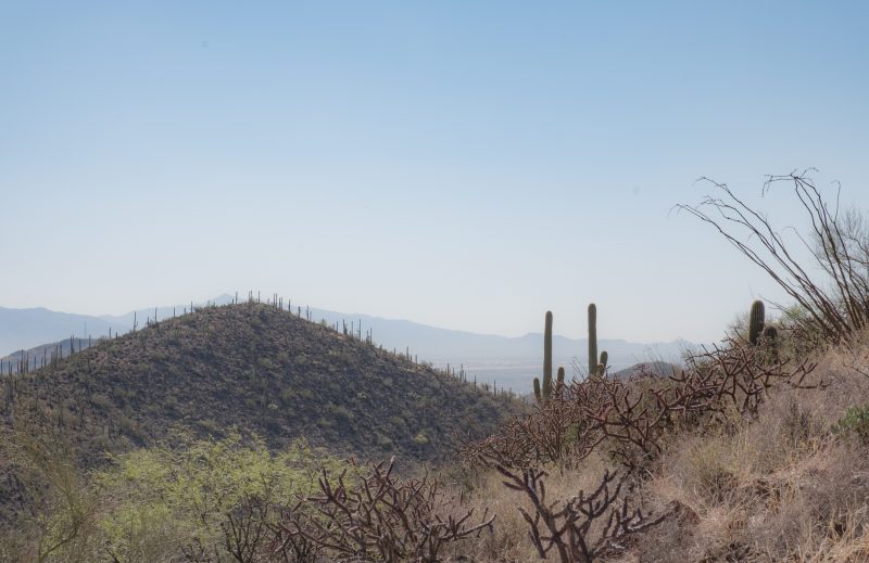 Sonoran Desert Cactus Photos -- Tucson, AZ | Gearminded.com