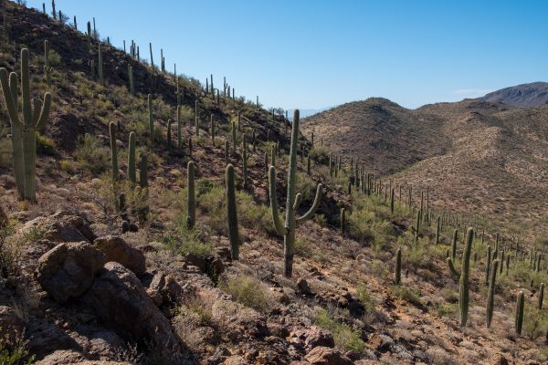 30 Photos of Arizona's Sonoran Desert | Gearminded