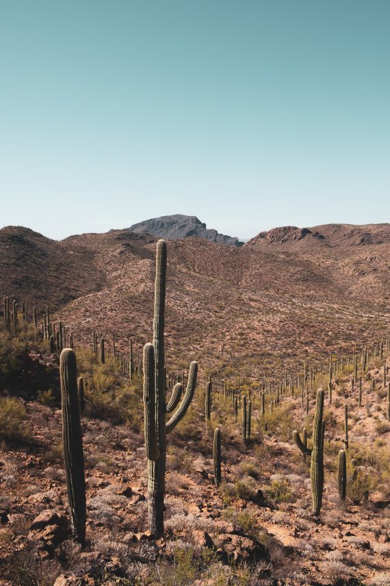 30 Photos of Arizona's Sonoran Desert | Gearminded