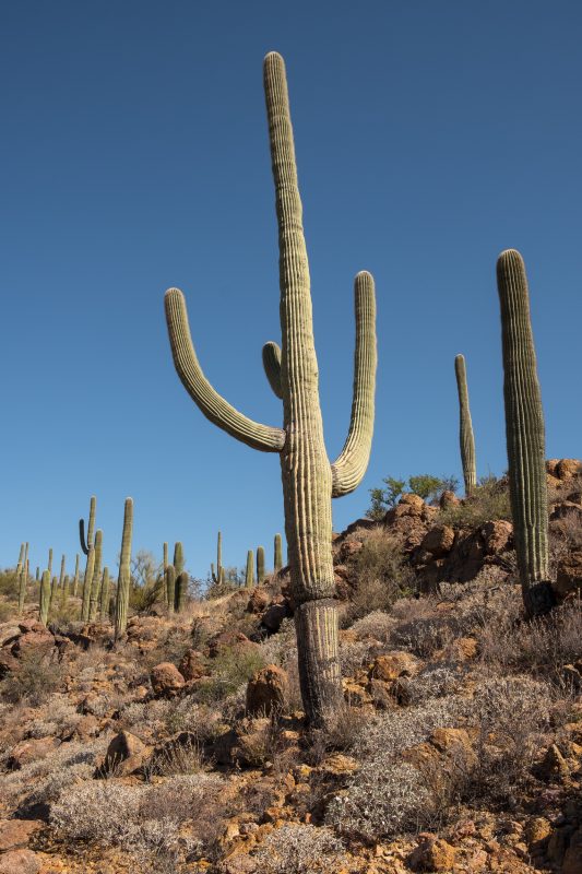 Sonoran Desert Cactus Photos -- Tucson, AZ | Gearminded.com