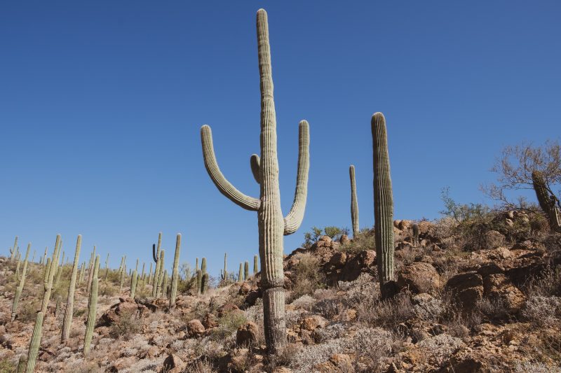 Sonoran Desert Cactus Photos -- Tucson, AZ | Gearminded.com