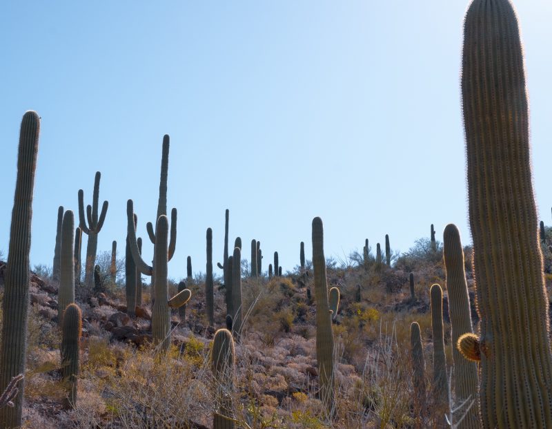 Sonoran Desert Cactus Photos -- Tucson, AZ | Gearminded.com