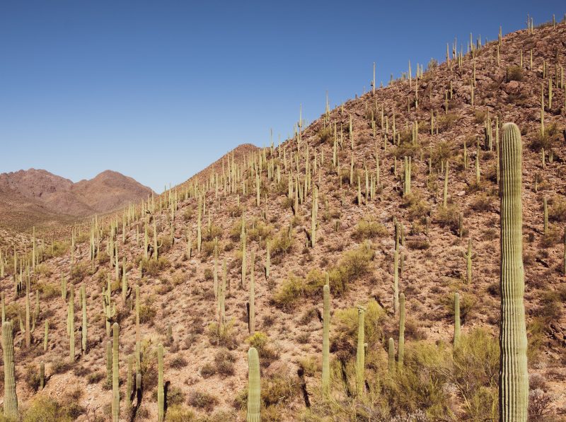 Sonoran Desert Cactus Photos -- Tucson, AZ | Gearminded.com