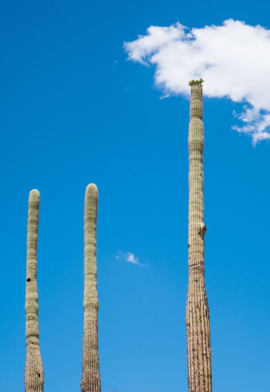 Sonoran Desert Cactus Photos -- Tucson, AZ | Gearminded.com