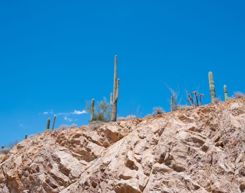 Sonoran Desert Cactus Photos -- Tucson, AZ | Gearminded.com