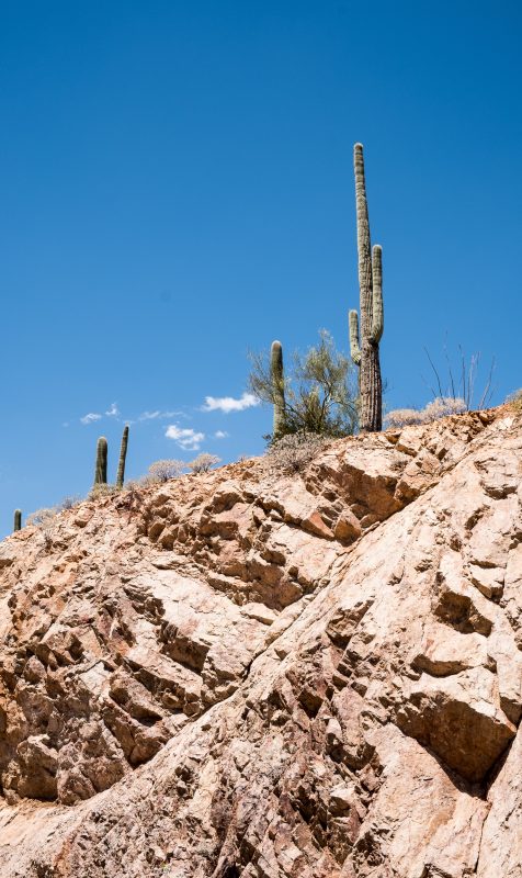 Sonoran Desert Cactus Photos -- Tucson, AZ | Gearminded.com