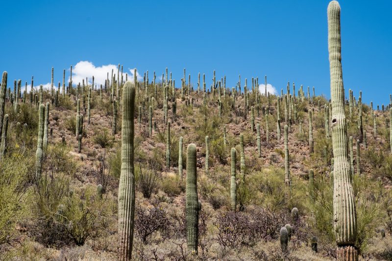 Sonoran Desert Cactus Photos -- Tucson, AZ | Gearminded.com