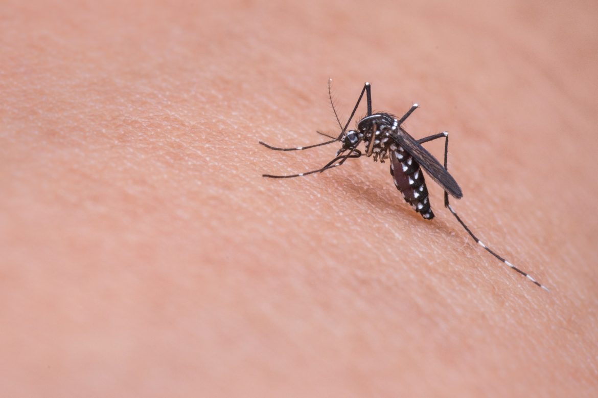 How to minimize risk of mosquito bites with advice from Baylor University.