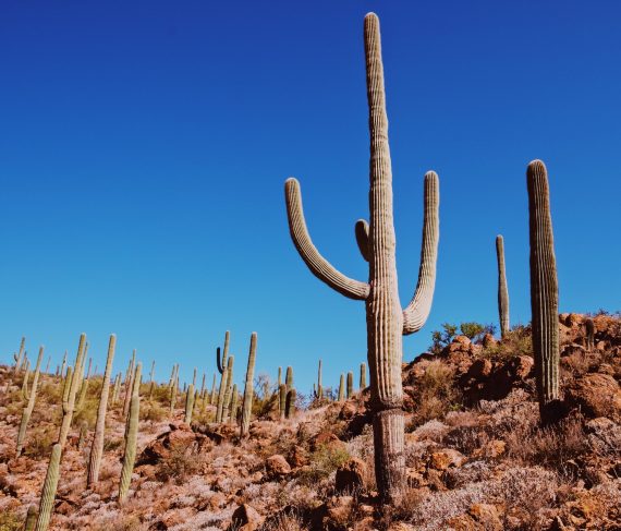 Cycling through Saguaro National Forest in Tucson, AZ