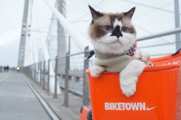Adventure cat riding on his owners bike | Gearminded.com