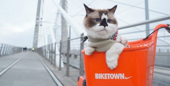 Adventure cat riding on his owners bike | Gearminded.com