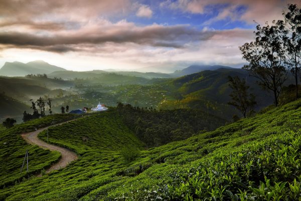 Sri Lanka Tea plantations Photo-holly_barber Grasshopper Adventures
