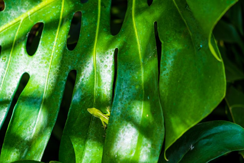 Green lizard on Monstera leaf