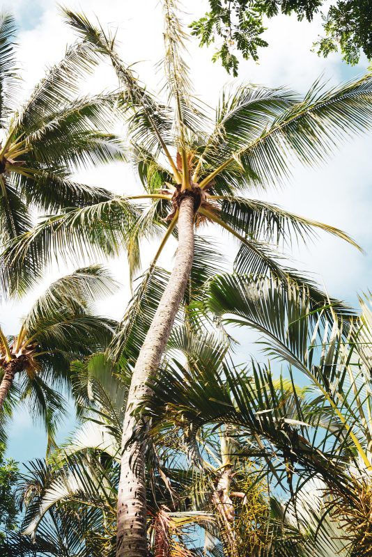 Kauai Palm Trees