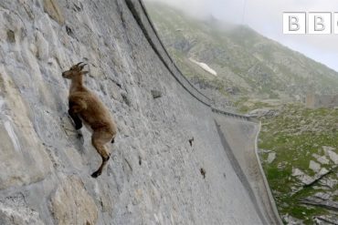 Ibex climb dam wall