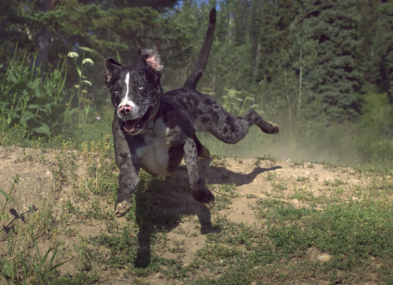 Luna the trail dog