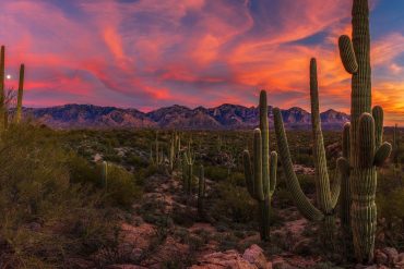See Saguaro Cactus and Escape the Cold with a 5-Day Cycling Tour of Tucson & Saguaro National Park