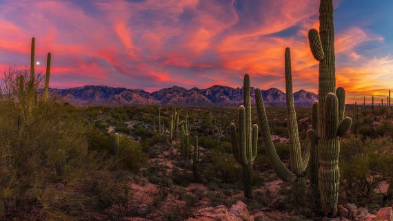 See Saguaro Cactus and Escape the Cold with a 5-Day Cycling Tour of Tucson & Saguaro National Park