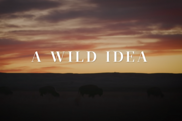 A Wild Idea | Buffalo, a Boot, and a Family’s Work to Save the Prairie