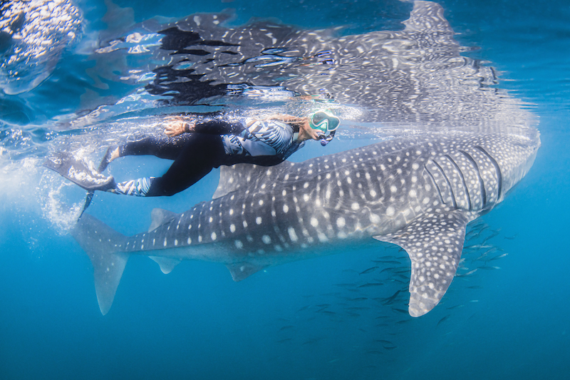Female diver snorkels next to whale shark.