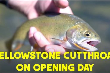 Yellowstone Cutthroat Trout