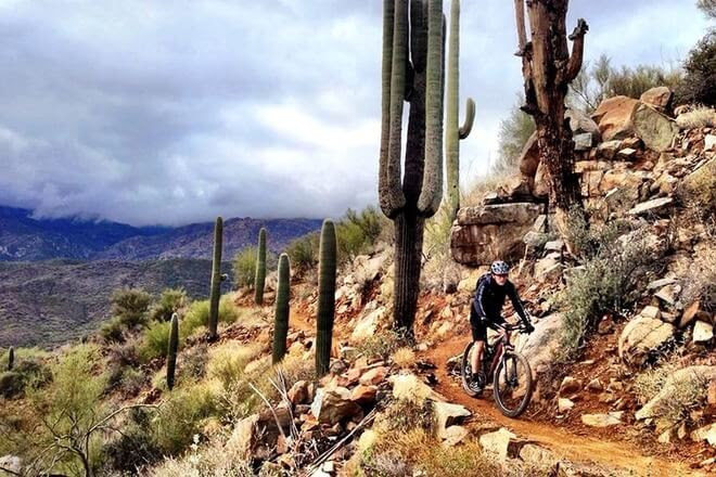 Mountain biker on a cactus trail in Arizona