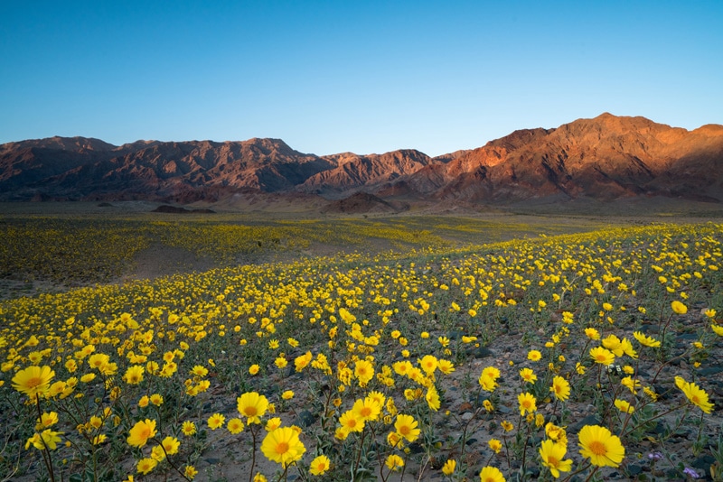 Flowers in Death Valley National Park