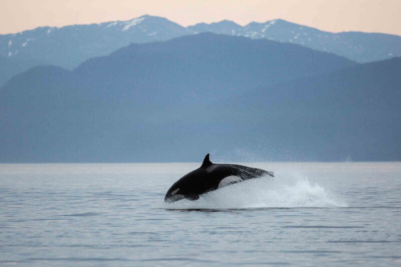 Orca breaching in Alaska