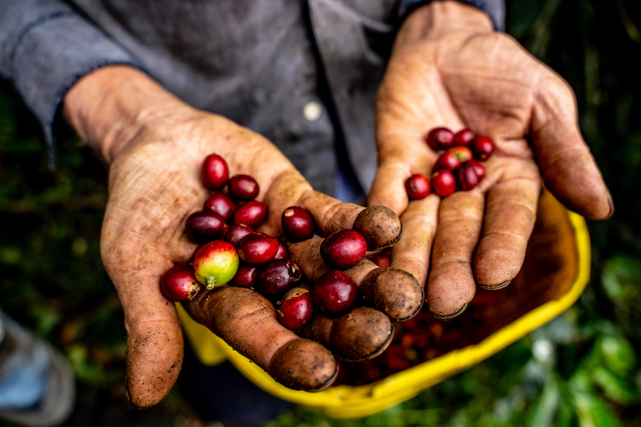 Colombian coffee beans in a farmer's hands